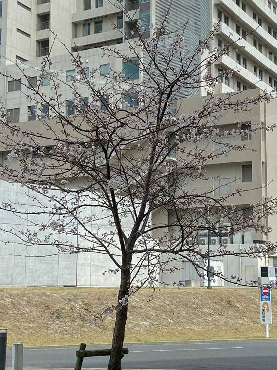 岩国看護学校 桜の木